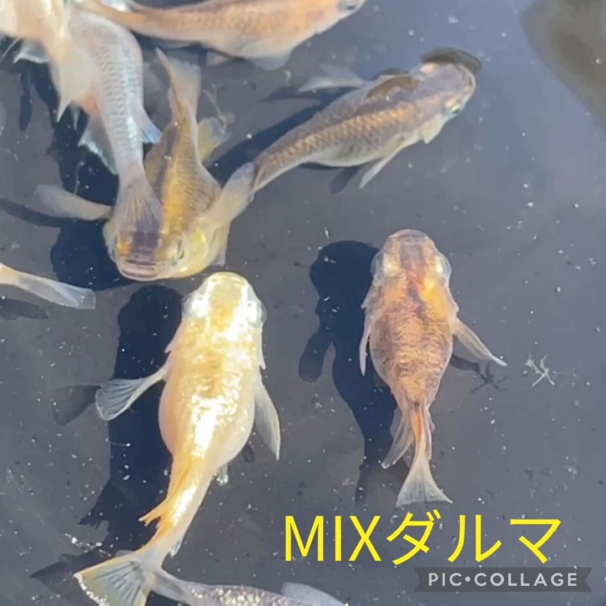 MIXダルマメダカの卵　20個 当日or翌日発送