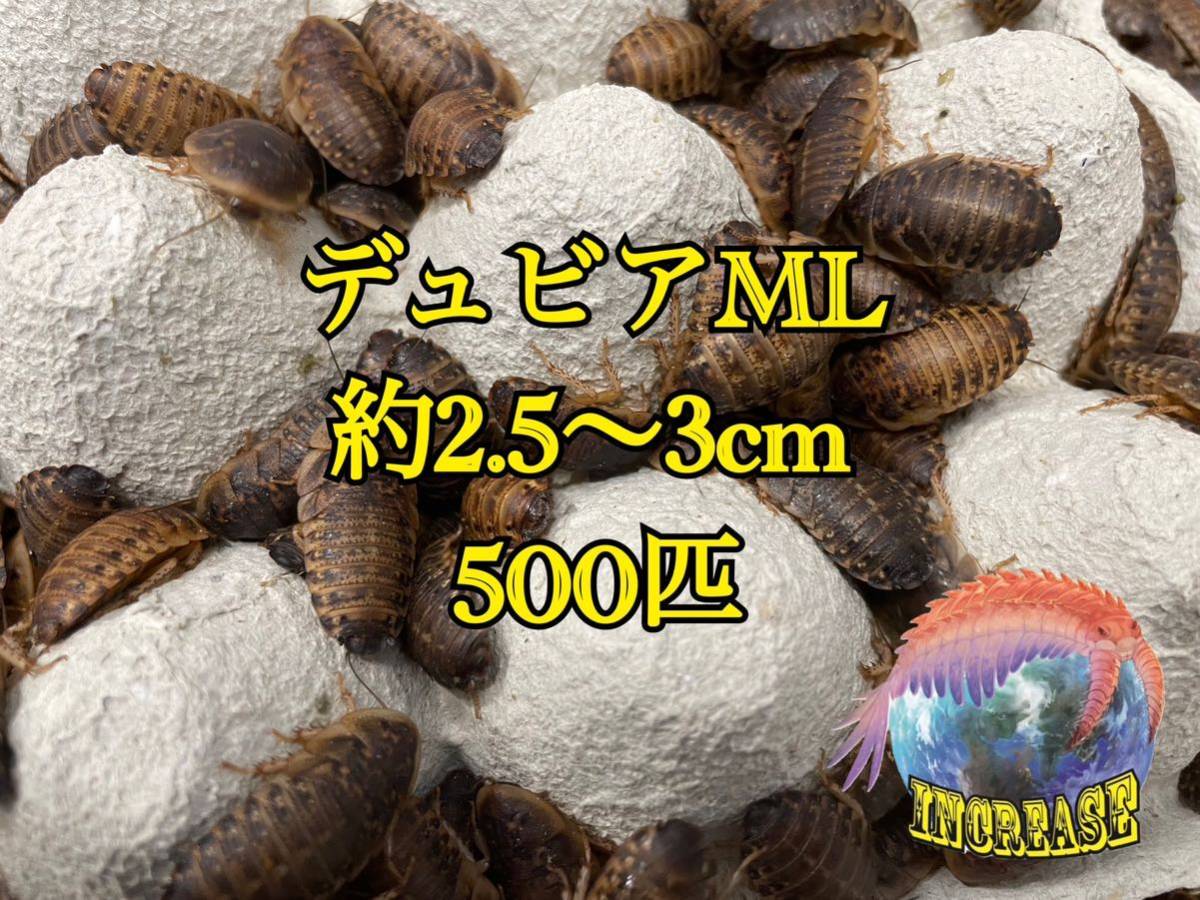 デュビア約2.5〜3cm 500匹+10%の画像1