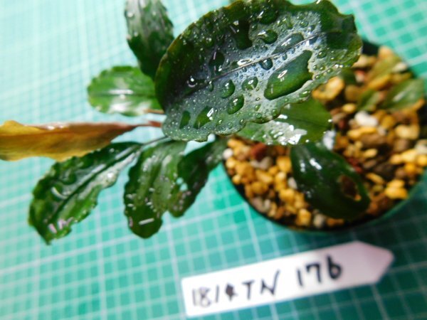 ◎1814TN176  (自家栽培）水草 ブセファランドラ Bucephalandra sp. Maia マイヤ②の画像2