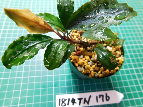 ◎1814TN176  (自家栽培）水草 ブセファランドラ Bucephalandra sp. Maia マイヤ②の画像1