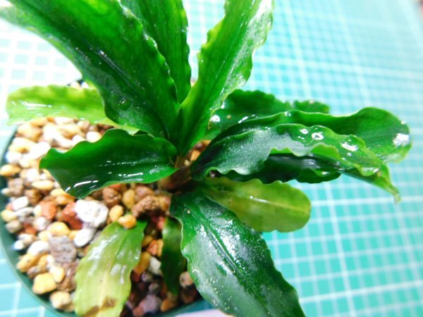 ◎1810TN302  (自家栽培）水草 ブセファランドラ Bucephalandra sp. Siintang Kayulapis Type2 LA便②の画像1