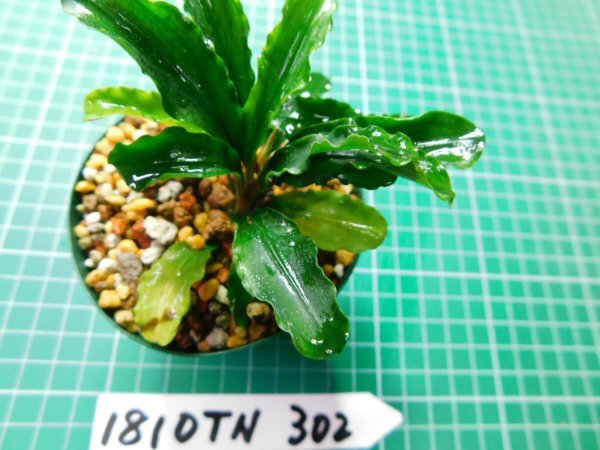 ◎1810TN302  (自家栽培）水草 ブセファランドラ Bucephalandra sp. Siintang Kayulapis Type2 LA便②の画像3