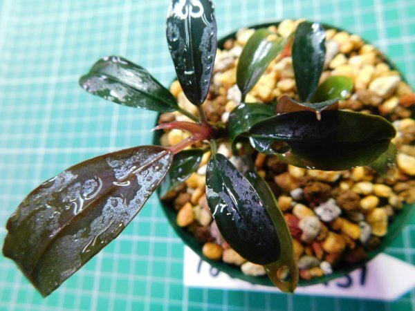 ◎1806TN151  (自家栽培）水草 ブセファランドラ Bucephalandra sp. スハイド カプアスフルの画像4