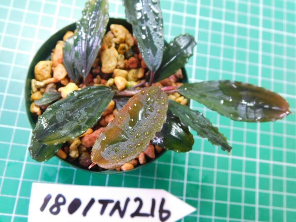 ◎1801TN216  (自家栽培）水草 ブセファランドラ Bucephalandra sp. Sekadau Blue①の画像3