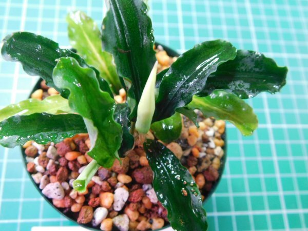 ◎1800TN302  (自家栽培）水草 ブセファランドラ Bucephalandra sp. Sintang Kayulapis Type2の画像4