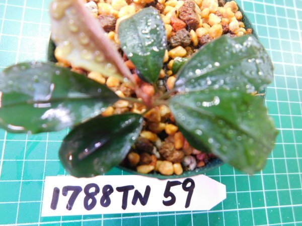 ◎1788TN59　 (自家栽培）水草　ブセファランドラ　Bucephalandra sp.　レインボー①_画像5