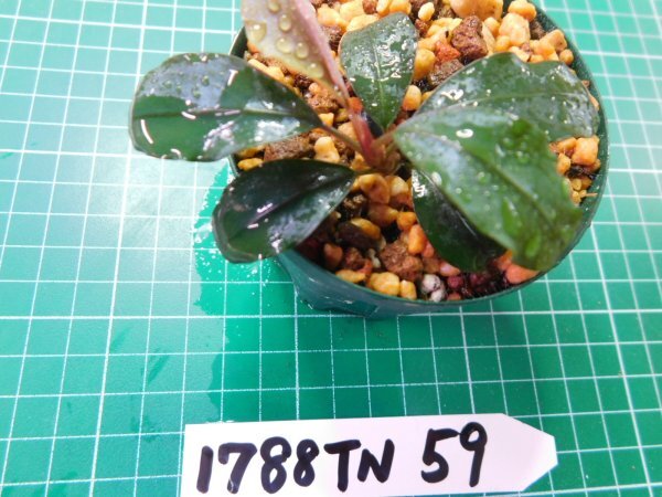 ◎1788TN59　 (自家栽培）水草　ブセファランドラ　Bucephalandra sp.　レインボー①_画像2