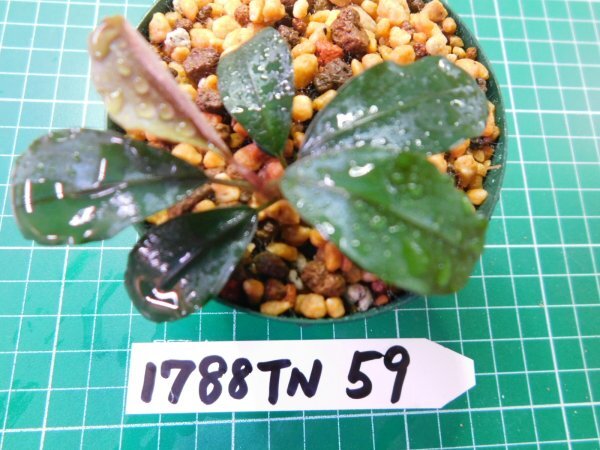 ◎1788TN59　 (自家栽培）水草　ブセファランドラ　Bucephalandra sp.　レインボー①_画像4