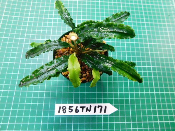 ◎1856TN171　 (自家栽培）水草　ブセファランドラ　Bucephalandra sp. ダークベルベット_画像2