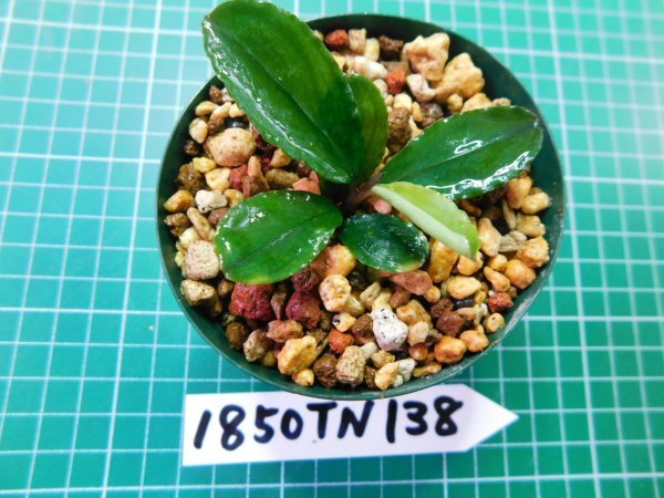 ◎1850TN138　 (自家栽培）水草　ブセファランドラ　Bucephalandra sp. Apple Leaf from KataBaru Timur-1 AZ-0311-11②_画像2