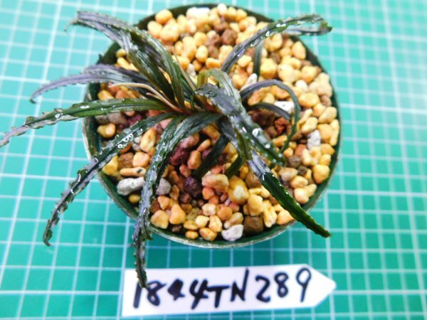 ◎1844TN289　 (自家栽培）水草　ブセファランドラ　Bucephalandra sp. Nanga Pinoh Selatan_画像3
