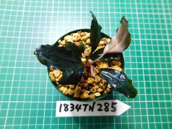 ◎1834TN285　 (自家栽培）水草　ブセファランドラ　Bucephalandra sp. スーパーブルーレッドスチーム_画像2