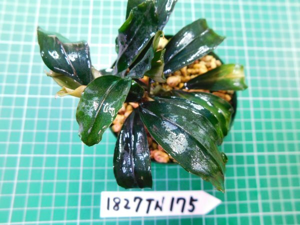 ◎1827TN175　 (自家栽培）水草　ブセファランドラ　Bucephalandra sp. Red Blade レッドブレイド①_画像3