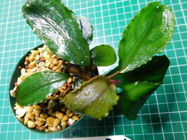 ◎1826TN326　 (自家栽培）水草　ブセファランドラ　Bucephalandra sp.　レッドエンペラー_画像4