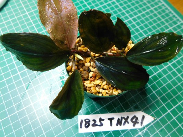 ◎1825TNX41　 (自家栽培）水草　ブセファランドラ　Bucephalandra sp.　不明TNX41_画像3