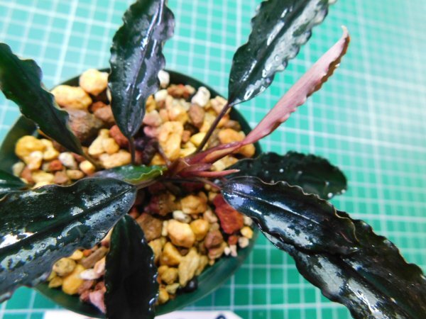 ◎1900TN249　 (自家栽培）水草　ブセファランドラ　Bucephalandra sp. Mini Purple②_画像1