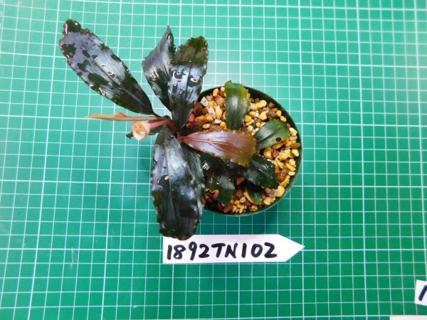 ◎1892TN102　 (自家栽培）水草　ブセファランドラ　Bucephalandra sp. コッパーリーフ_画像2