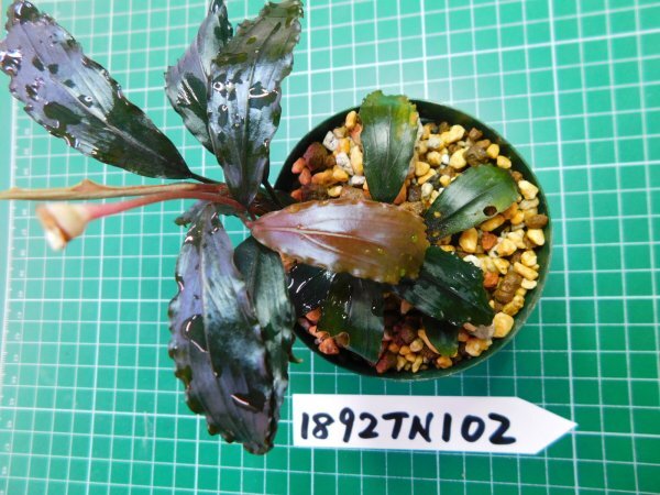 ◎1892TN102　 (自家栽培）水草　ブセファランドラ　Bucephalandra sp. コッパーリーフ_画像3