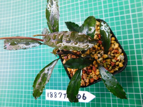 ◎1887TN206　 (自家栽培）水草　ブセファランドラ　Bucephalandra sp. シャインブルーサカン_画像1