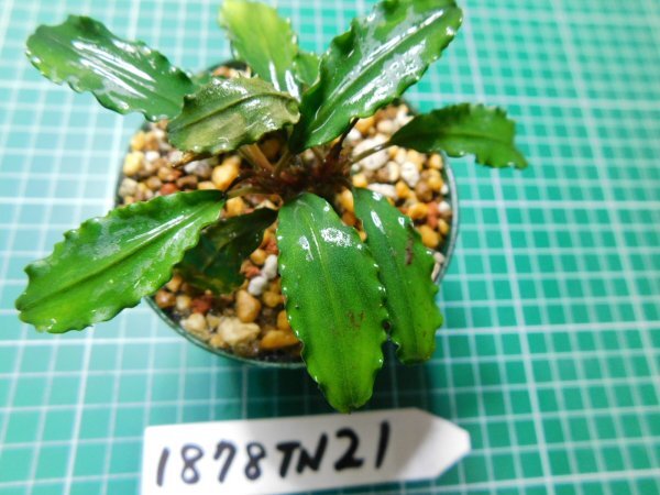 ◎1878TN21　 (自家栽培）水草　ブセファランドラ　Bucephalandra sp. Maitai_画像3