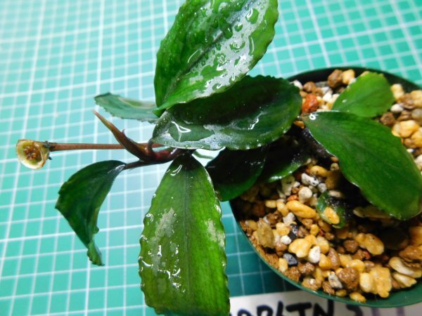 ◎1876TN319　 (自家栽培）水草　ブセファランドラ　Bucephalandra sp. Shine Bluecarpet Kn便_画像1