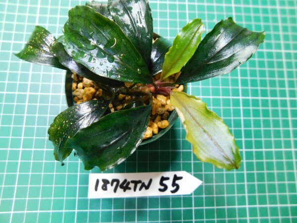 ◎1874TN55　 (自家栽培）水草　ブセファランドラ　Bucephalandra sp. Red Blade_画像3