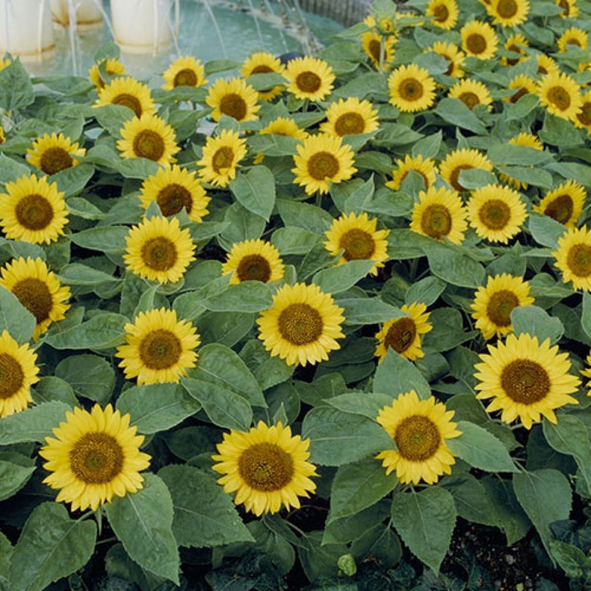 ミニひまわり 花の種 50粒