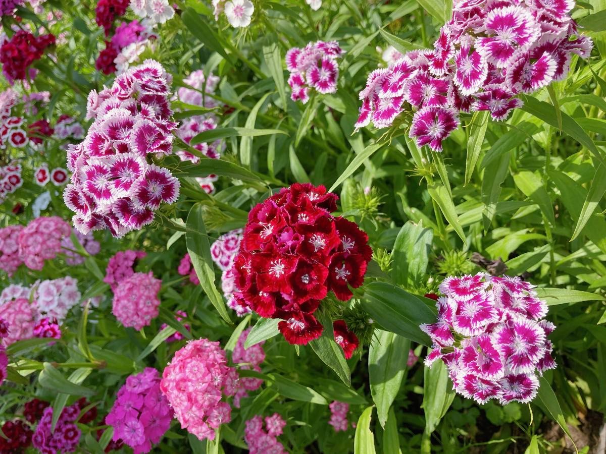 ミニひまわり 美女なでしこ 花の種