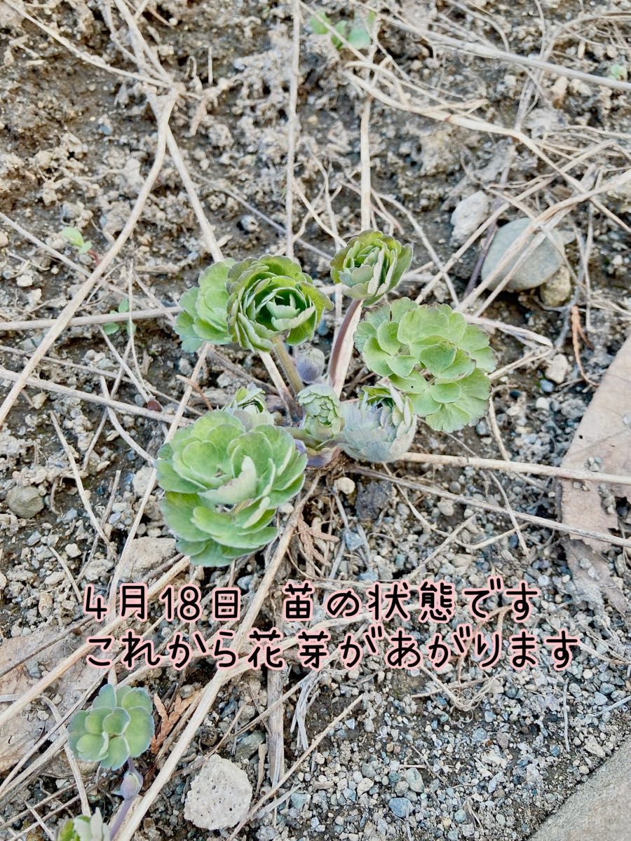 西洋オダマキ 苗 1本