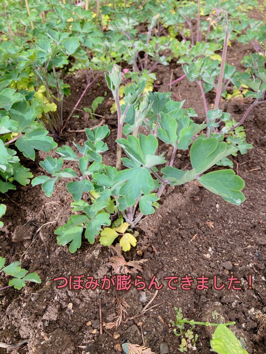 西洋オダマキ 抜き苗 4本