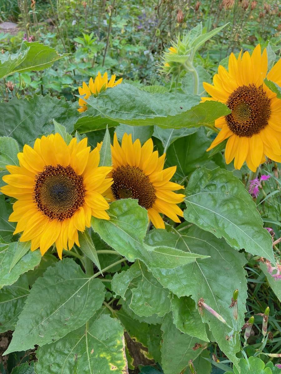 ミニひまわり 花の種 50粒