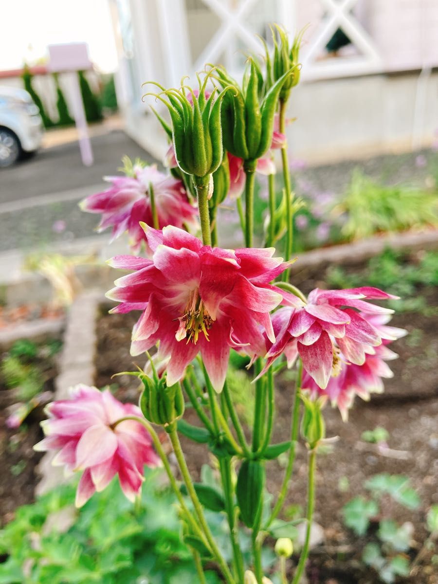 西洋オダマキ 花の苗 5本