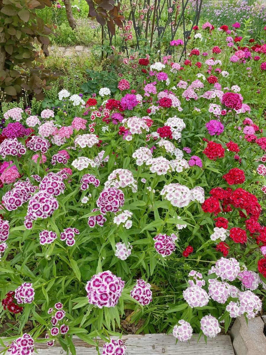 ミニひまわり 美女なでしこ 花の種