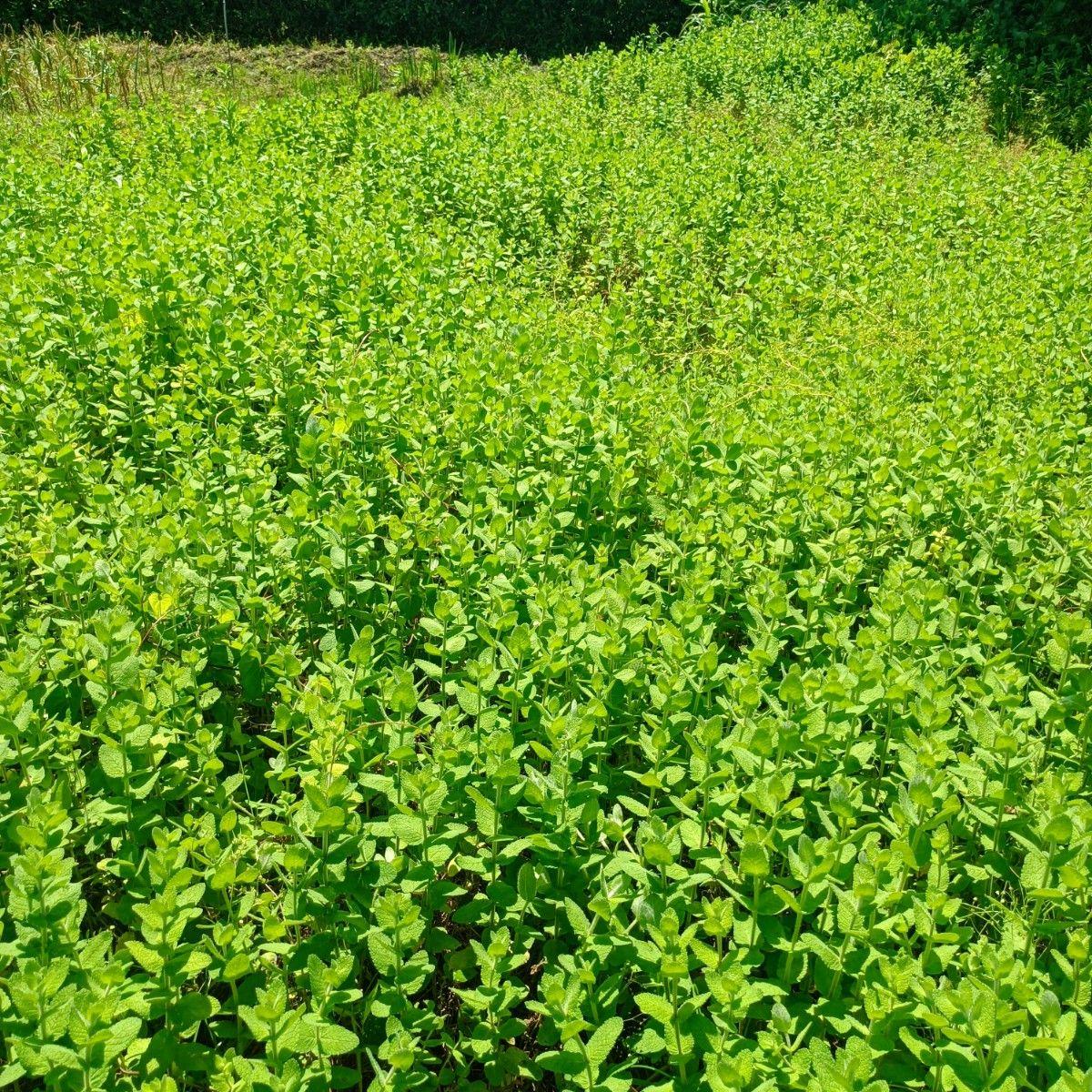 レモンバームティー　風の谷本舗５０グラム  　無農薬栽培