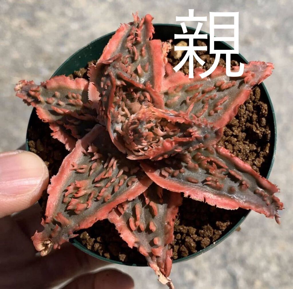 04 Aloe hyb aloe hybrid oyster ko root less ( succulent plant decorative plant hybrid)