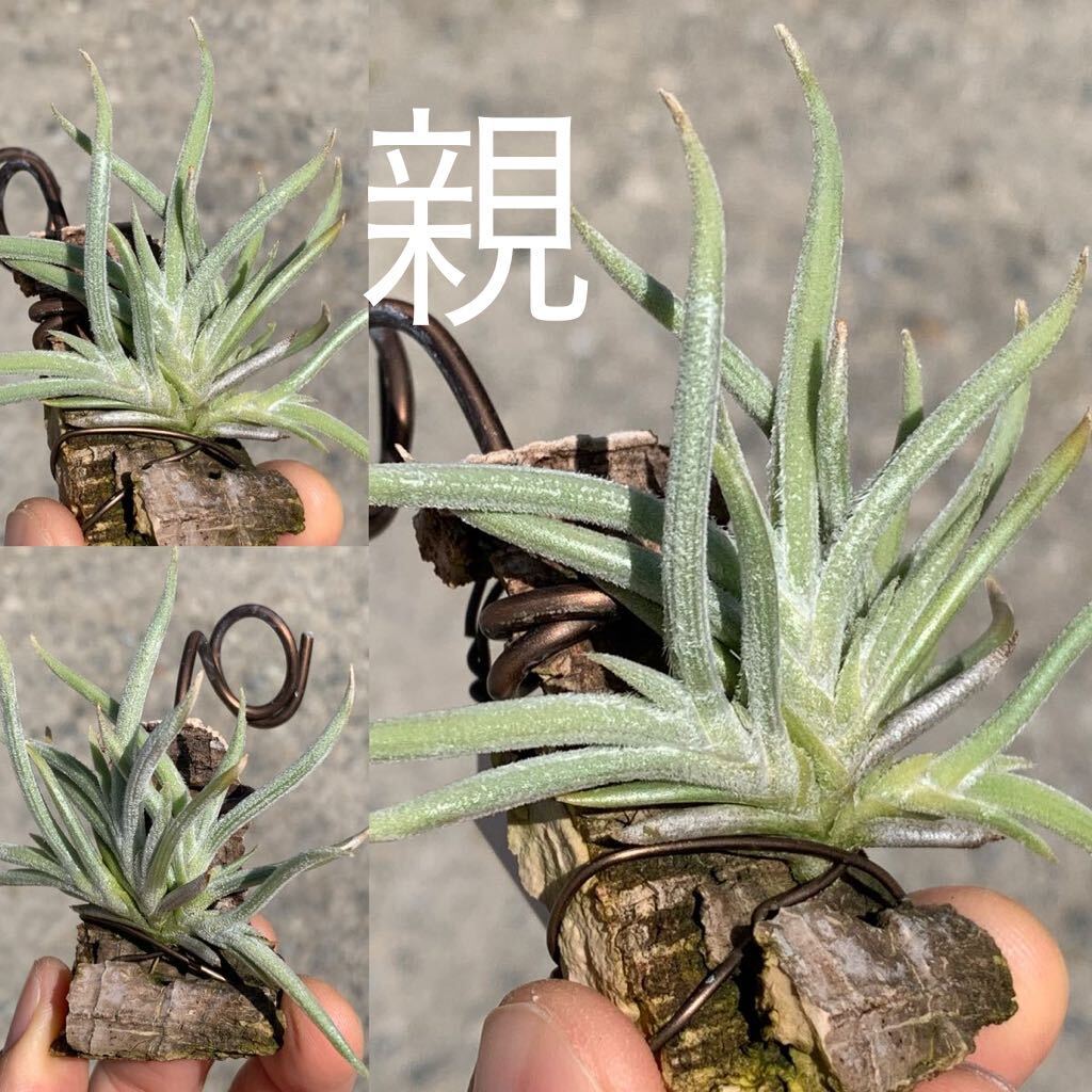 Tillandsia castellanii HR×××4 ティランジア カステラニー（チランジア エアプランツ エアープランツ ブロメリア）の画像1