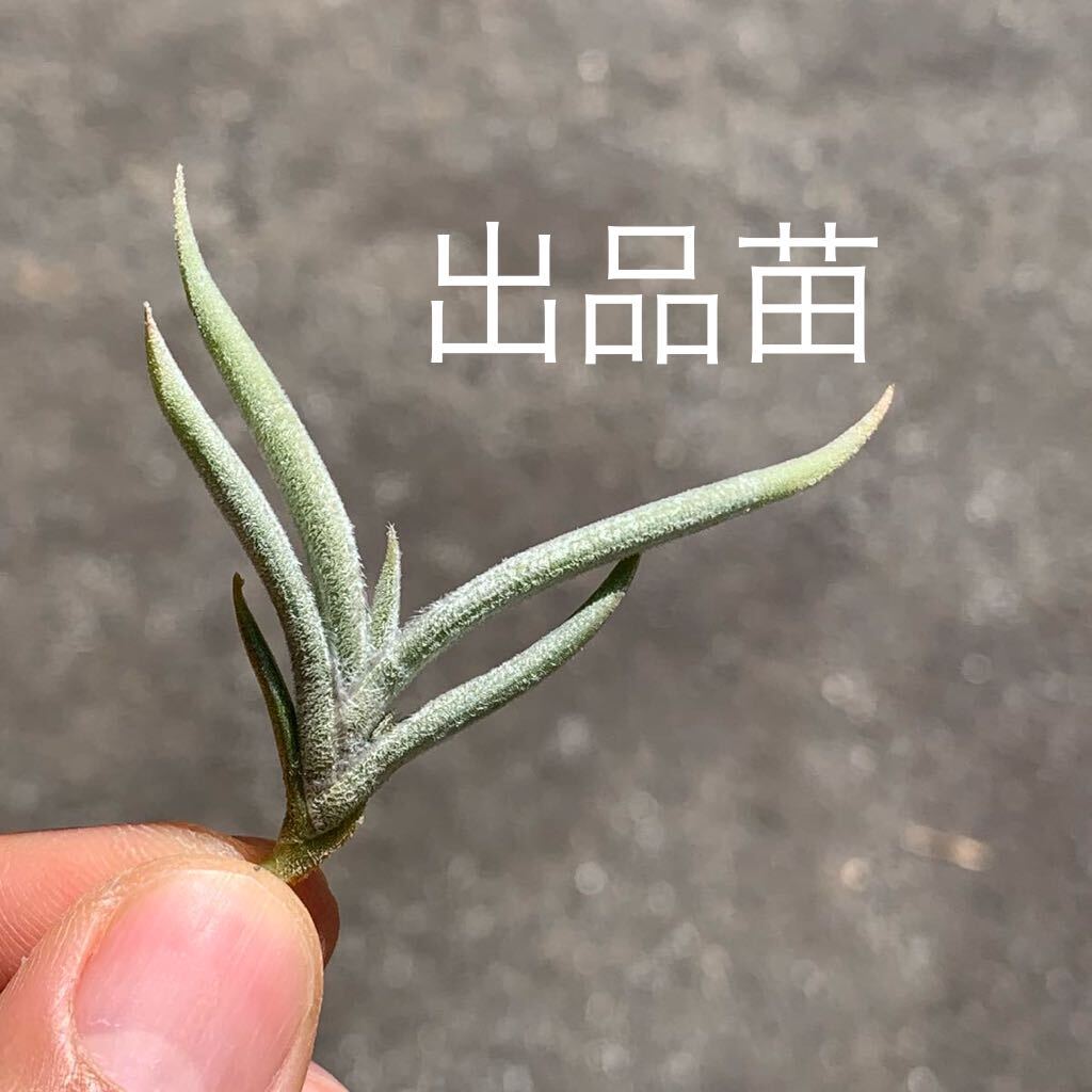 Tillandsia castellanii HR×××4 ティランジア カステラニー（チランジア エアプランツ エアープランツ ブロメリア）の画像3