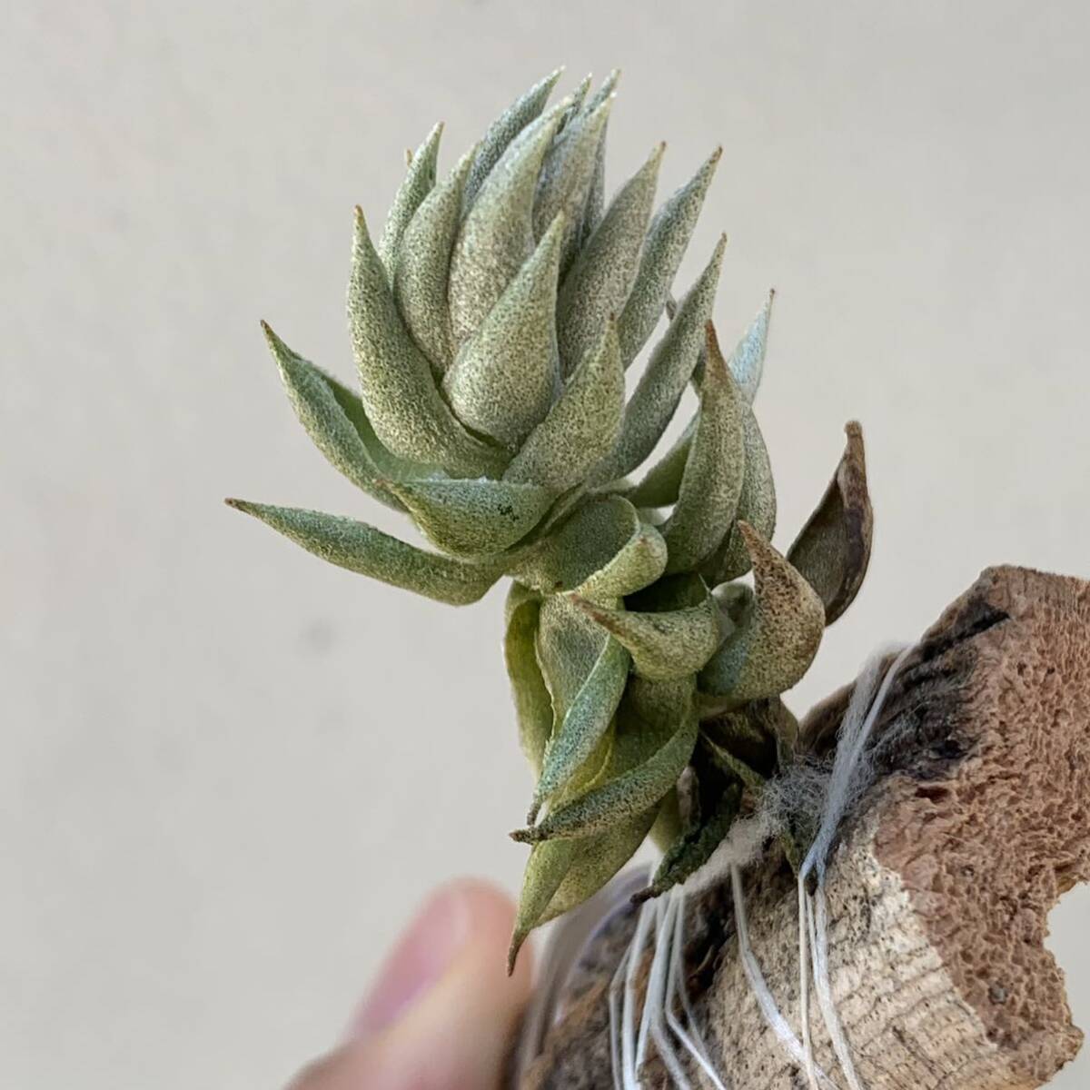 Tillandsia reclinatati Ran jiareklina-ta внутренний . примерно 2 год культивирование. устойчивость рассада (chi Ran jia воздушный растения воздушный растения brome задний )