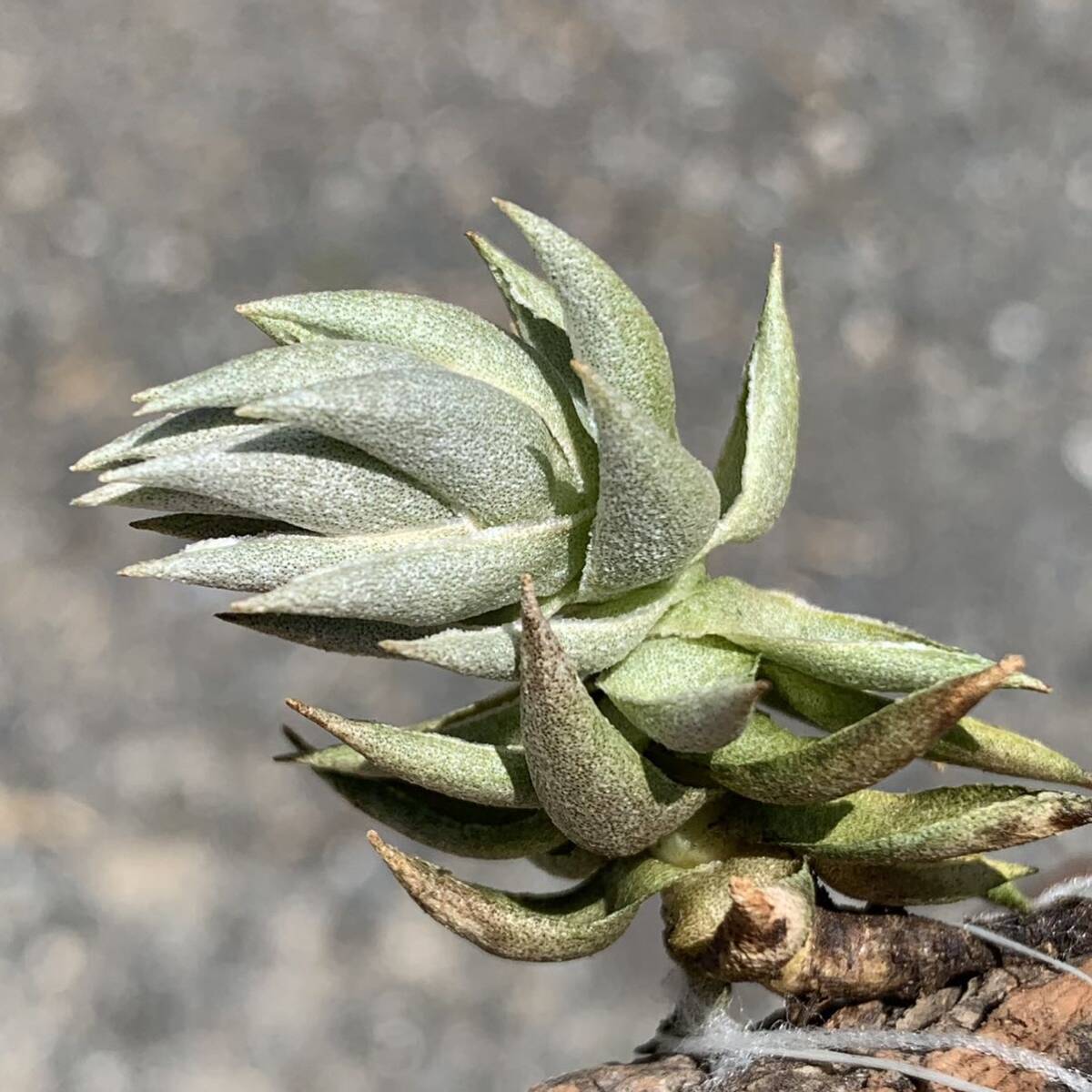 Tillandsia reclinatati Ran jiareklina-ta внутренний . примерно 2 год культивирование. устойчивость рассада (chi Ran jia воздушный растения воздушный растения brome задний )