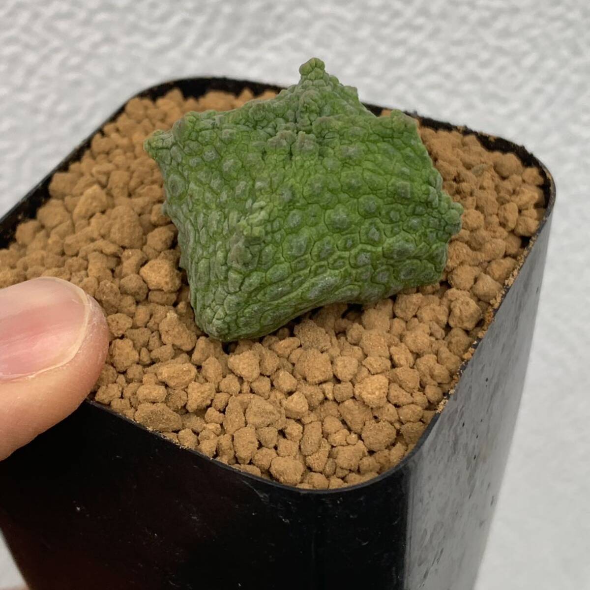 03 Pseudolithos cubiformis プセウドリトス クビフォルミス 実生（多肉植物 観葉植物）_画像8