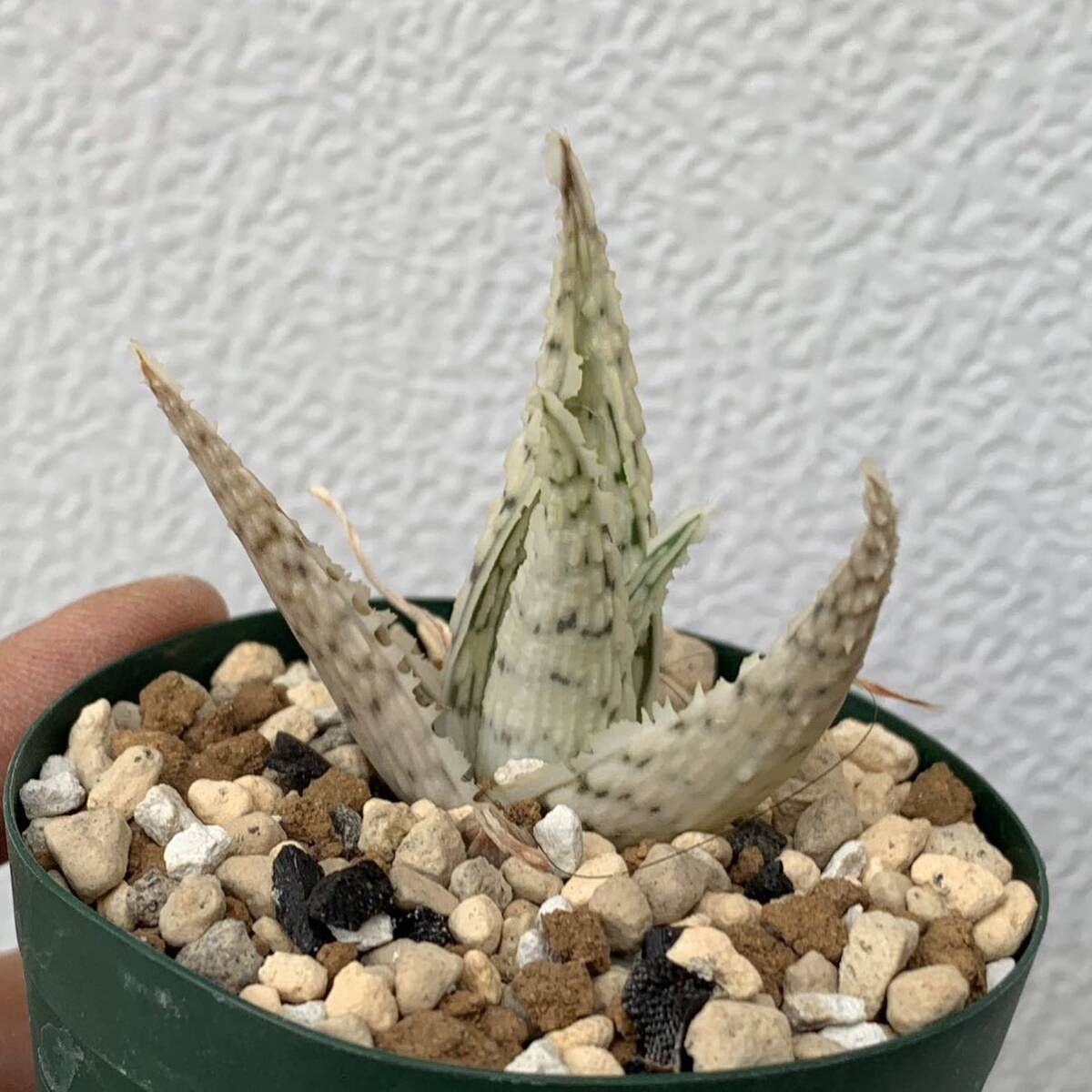 アロエ ハイブリッド K氏 白のっぺりタイプaloe hyb（多肉植物 観葉植物）_画像5