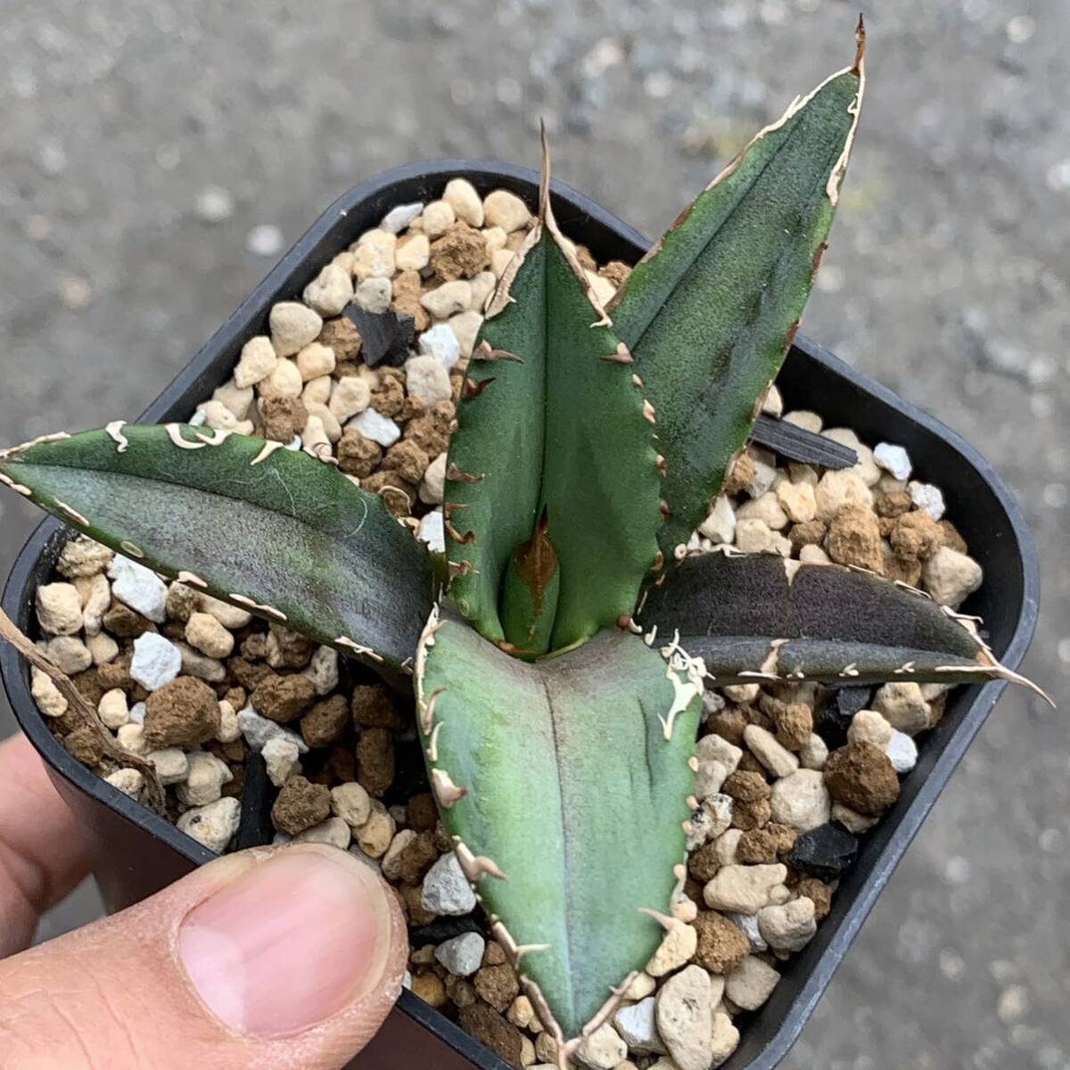 グリスビーガーデン由来 Agave titanota white shark アガベ チタノタ ホワイトシャーク（多肉植物 オテロイoteroi）_画像1