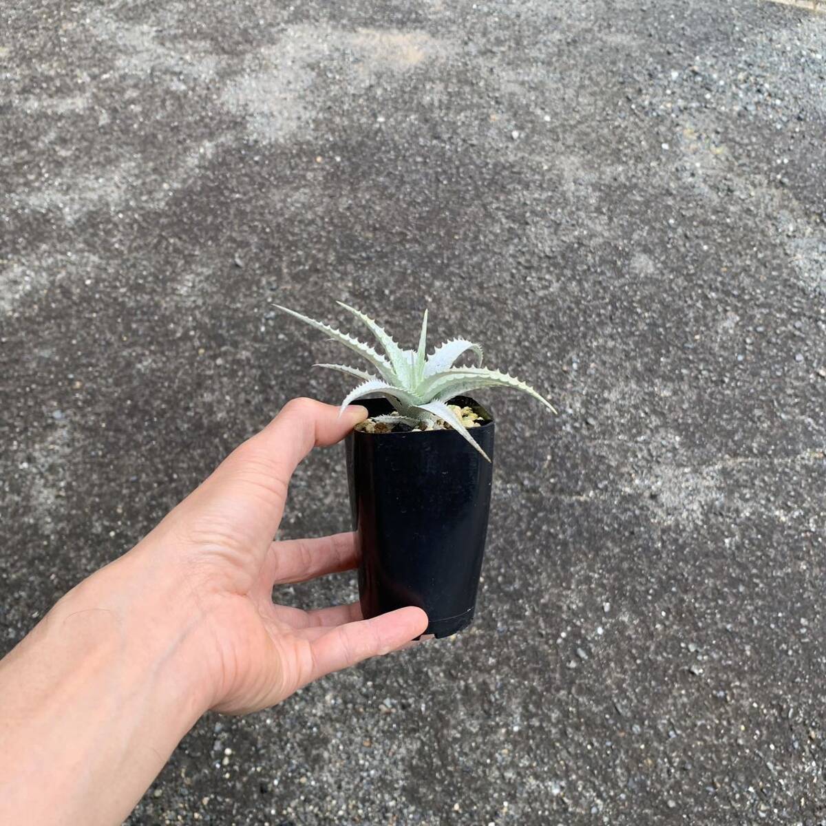 Forzzaea(Cryptanthus) warasii Forza air (klip tongue suspension )walasi- oyster ko departure root ending ( succulent plant decorative plant brome rear )