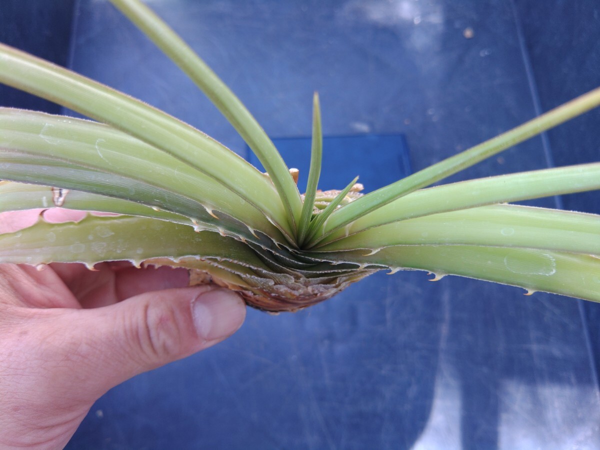 ti Kia Esthe besi-Dyckia estevesiibrome rear bromeliad cut . after root less 