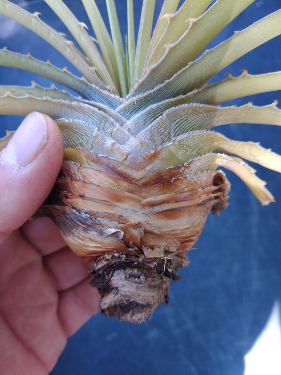 ti Kia Esthe besi-Dyckia estevesiibrome rear bromeliad cut . after root less 