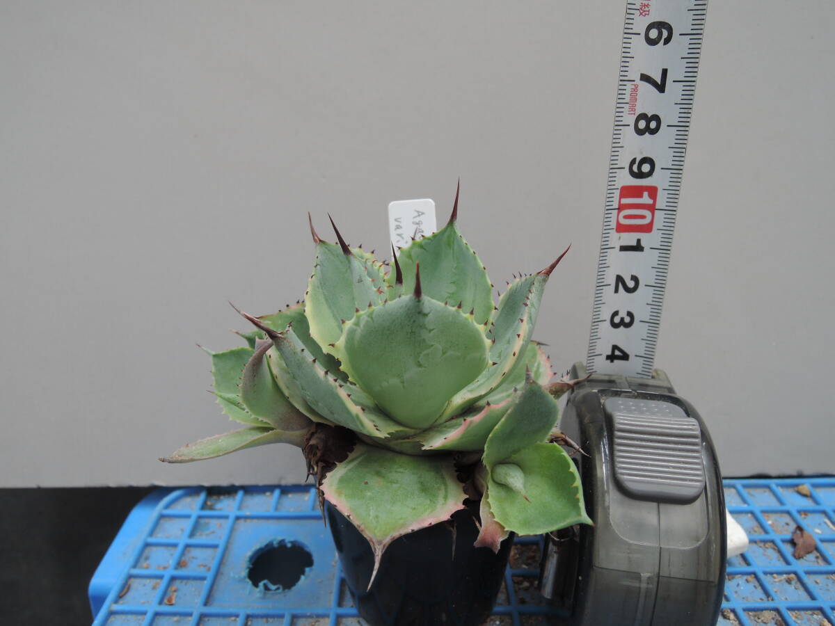 多肉植物　アガベ　Agave Potatorum white vor egated’Tradewinds’ ポタトラム ホワイト_画像1