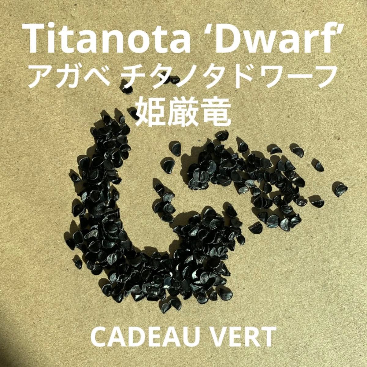 アガベ チタノタドワーフTitanota ‘Dwarf’姫厳竜種子20粒＋1粒