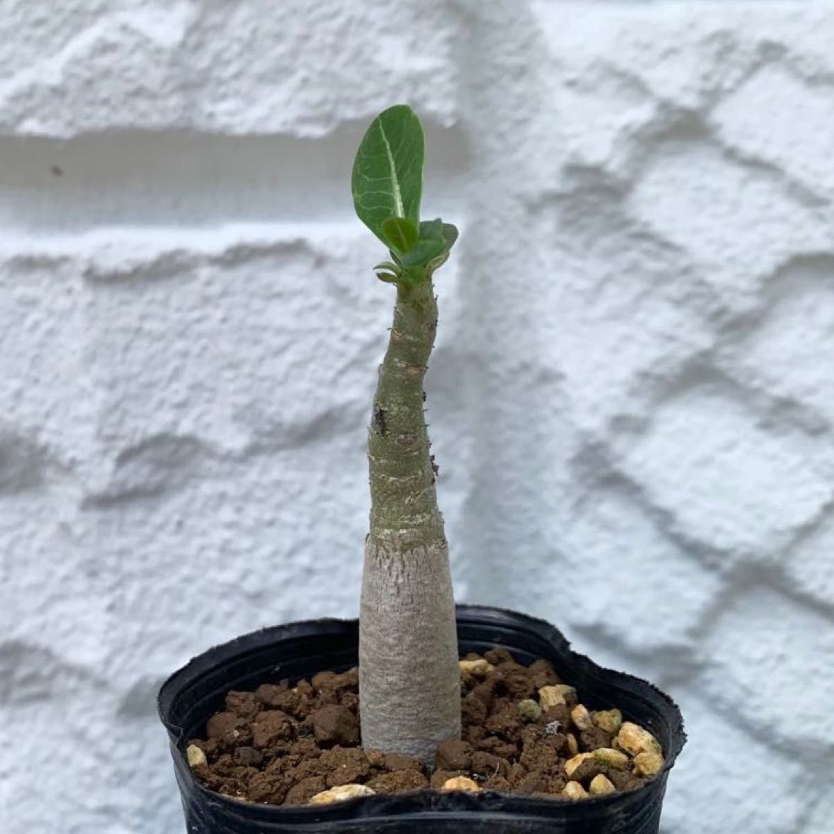 アデニウム アラビカムイエメン☆Adenium arabicum Yemen実生