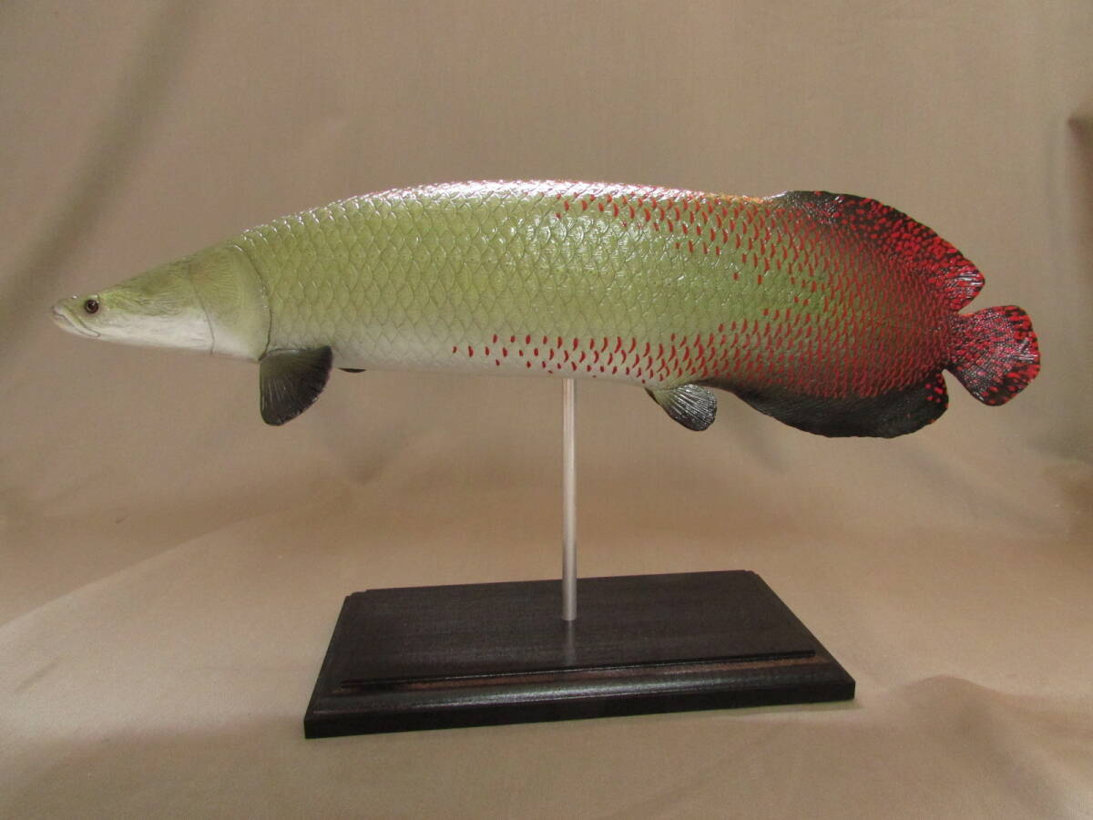 ●ハンドメイド　３９ｃｍピラルク　魚模型　古代魚　熱帯魚　フィギュア　レプリカ　fish craft REAL_画像4