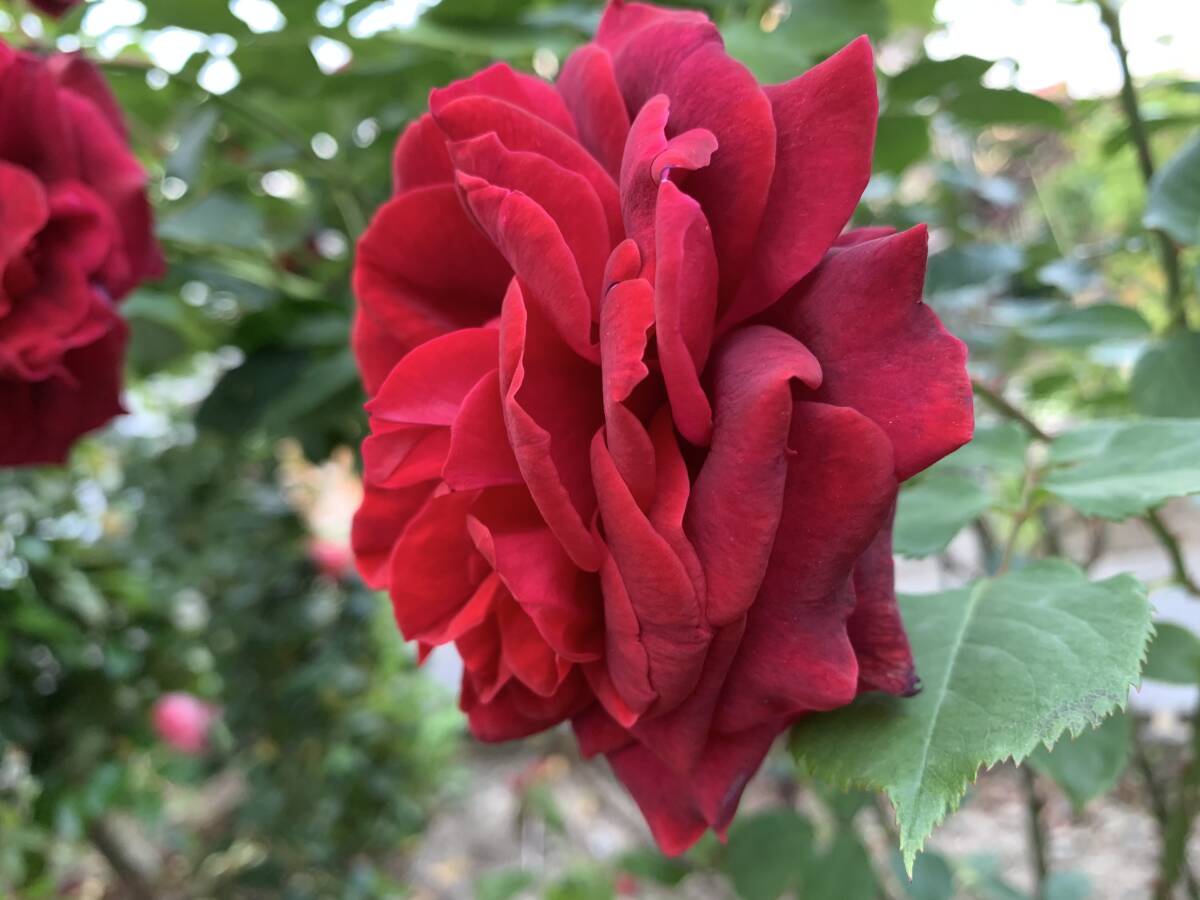 item_image_4
